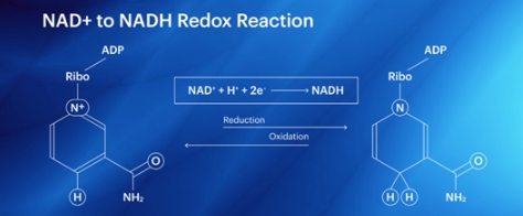 从赛立复NMN到赛立复NADH，突破的技术有哪些？