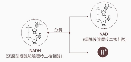 从赛立复NMN到赛立复NADH，突破的技术有哪些？